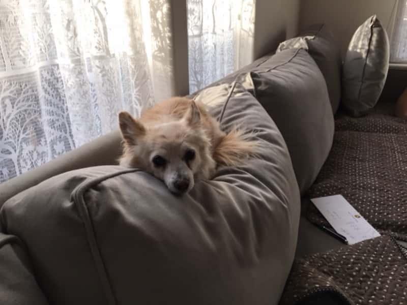Housesitting assignment in Ashland, Oregon, United States