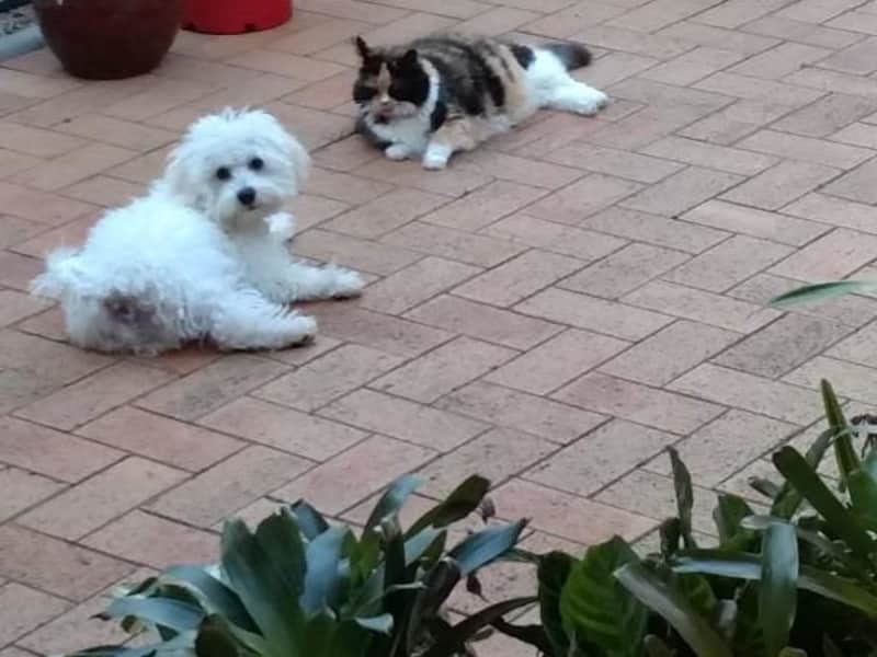 Housesitting assignment in Salamander Bay, New South Wales, Australia