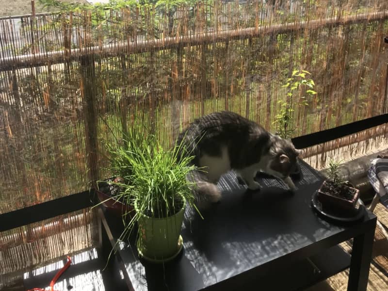 Housesitting assignment in Canberra, Australian Capital Territory, Australia