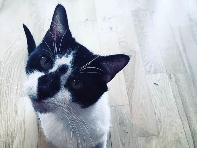 Housesitting assignment in Greenwich, United Kingdom