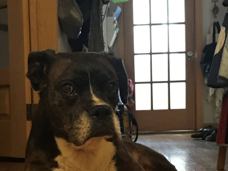 Housesitting assignment in Montréal, Quebec, Canada