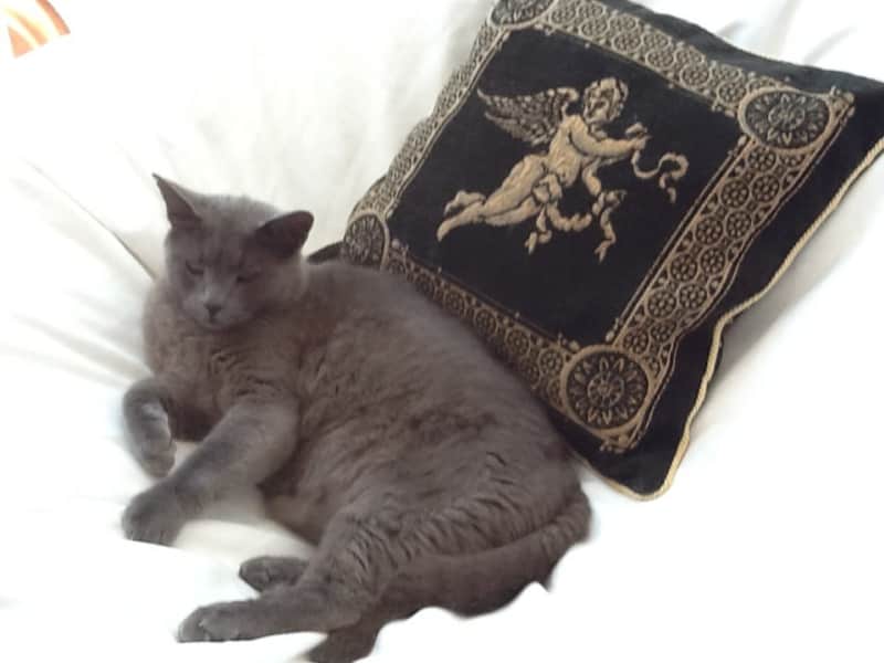 Housesitting assignment in Pégeia, Cyprus