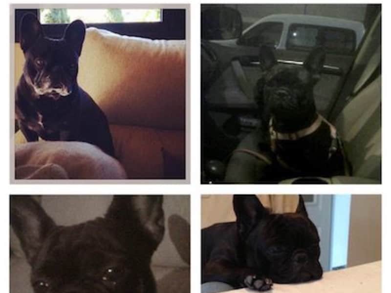 Housesitting assignment in Majadahonda, Spain