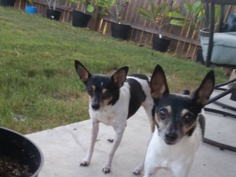 Housesitting assignment in Enkenbach-Alsenborn, Germany