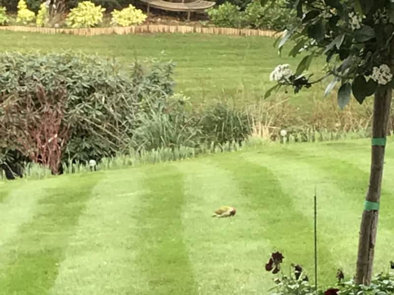 Housesitting assignment in Claygate, United Kingdom