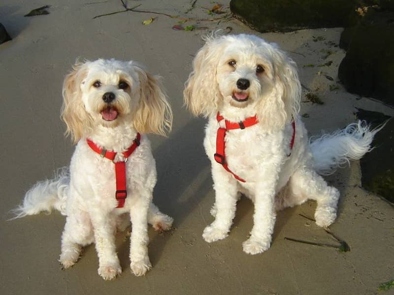 Housesitting assignment in Burleigh Heads, Queensland, Australia
