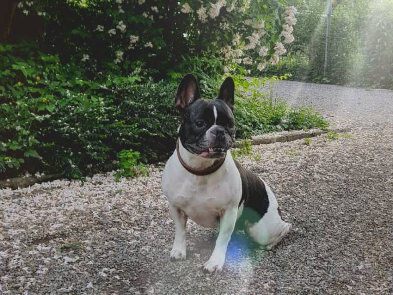 Housesitting assignment in Zürich, Switzerland