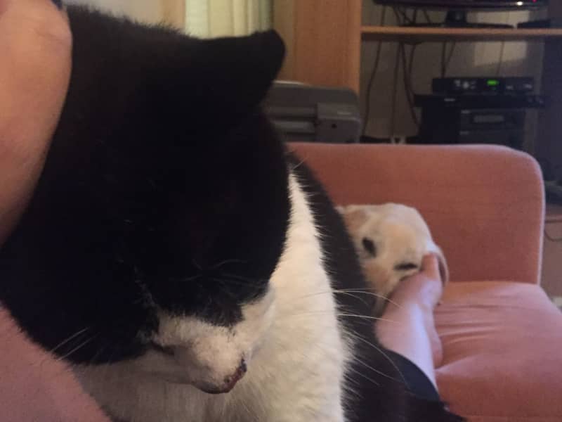 Housesitting assignment in Auckland, New Zealand