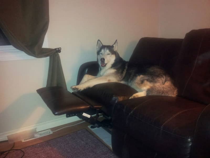Housesitting assignment in Niagara Falls Centre, Ontario, Canada