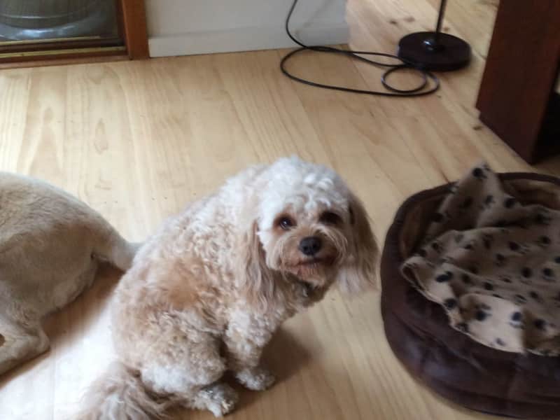 Housesitting assignment in Stirling, South Australia, Australia