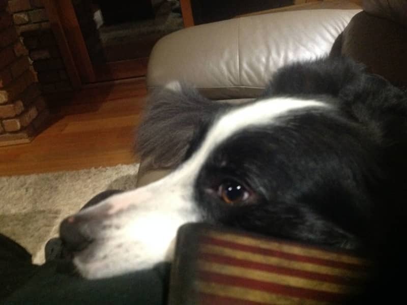 Housesitting assignment in Latrobe, Tasmania, Australia