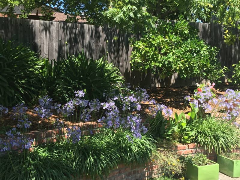Housesitting assignment in San Rafael, California, United States