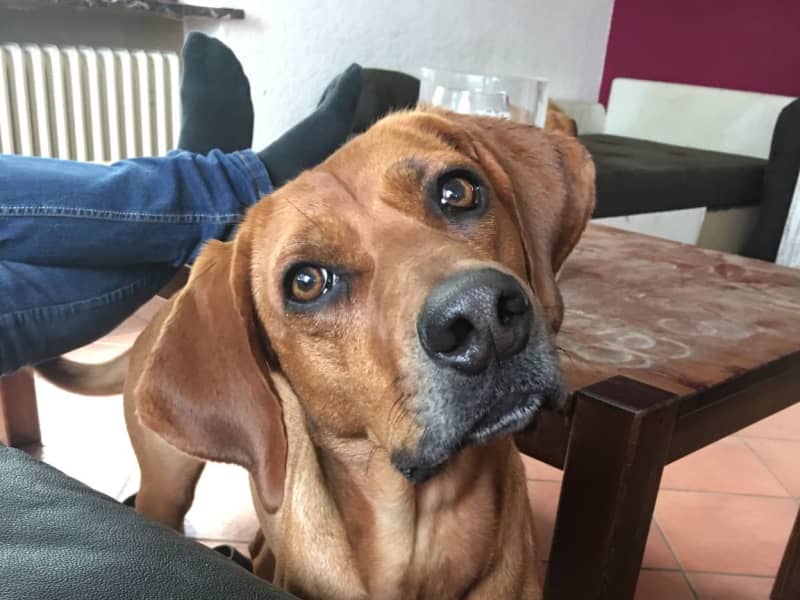 Housesitting assignment in Kiel, Germany