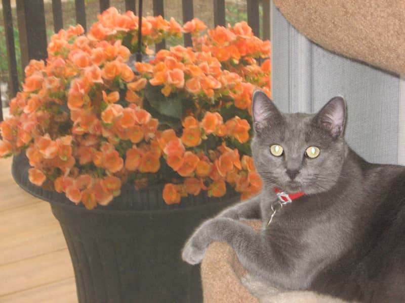 Housesitting assignment in Regina, Saskatchewan, Canada