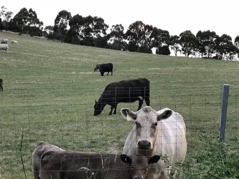 Housesitting assignment in Nairne, South Australia, Australia
