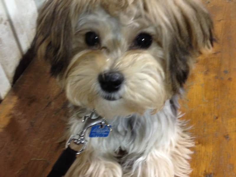 Housesitting assignment in Winnipeg, Manitoba, Canada