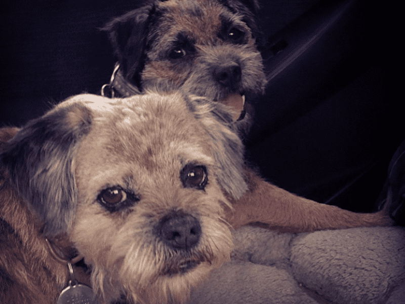 Housesitting assignment in Notting Hill Gate, United Kingdom