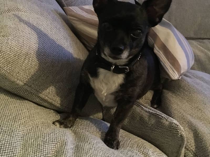 Housesitting assignment in Stockholm, Sweden