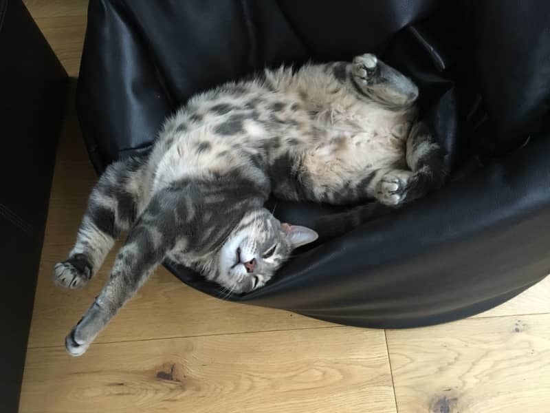 Housesitting assignment in Aston Rowant, United Kingdom
