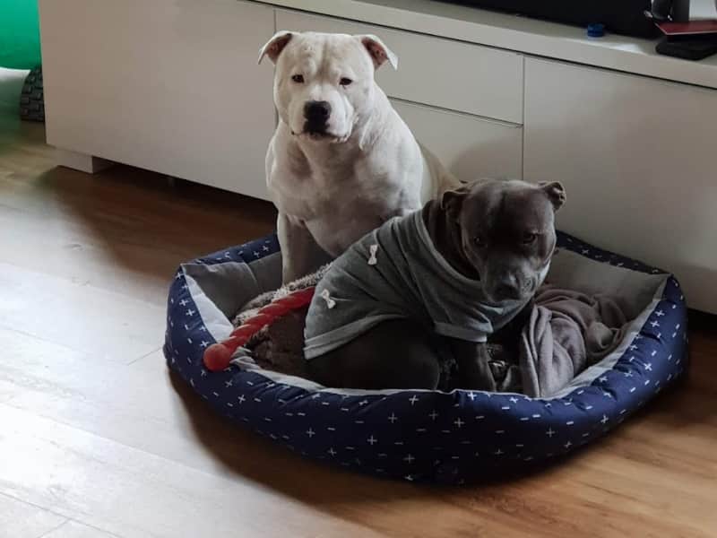 Housesitting assignment in Brooklyn Park, South Australia, Australia