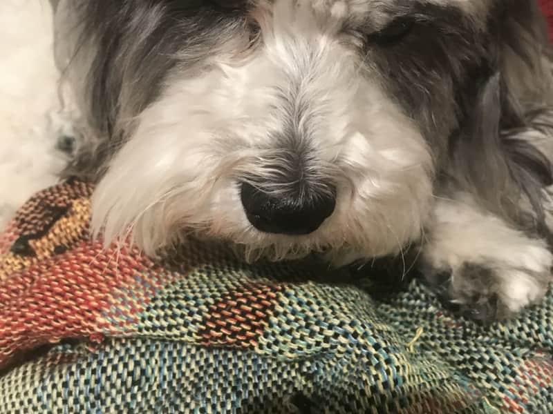 Housesitting assignment in West Kelowna, British Columbia, Canada