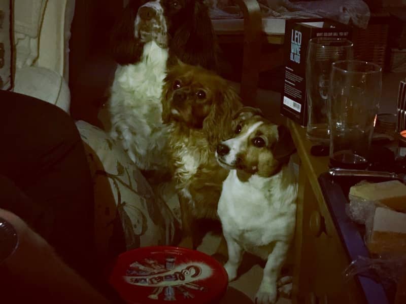 Housesitting assignment in Great Ouseburn, United Kingdom