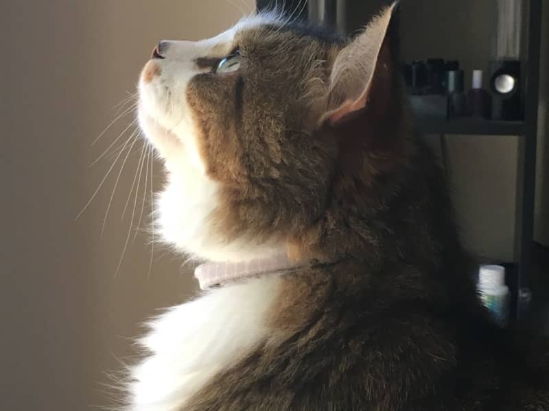 Housesitting assignment in Boronia, Victoria, Australia
