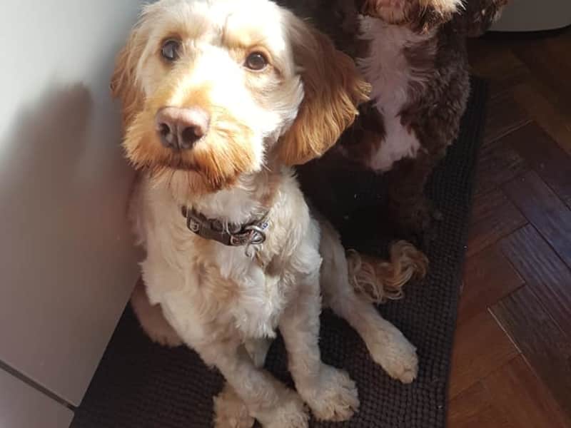Housesitting assignment in Woodhouse, United Kingdom