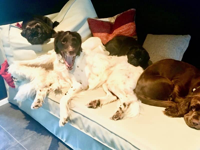 Housesitting assignment in Kolind, Denmark
