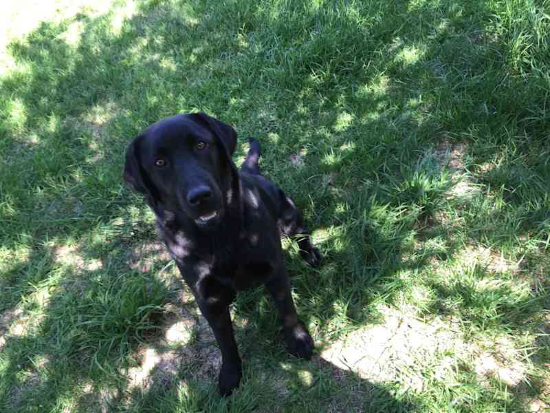 Housesitting assignment in Bowral, New South Wales, Australia