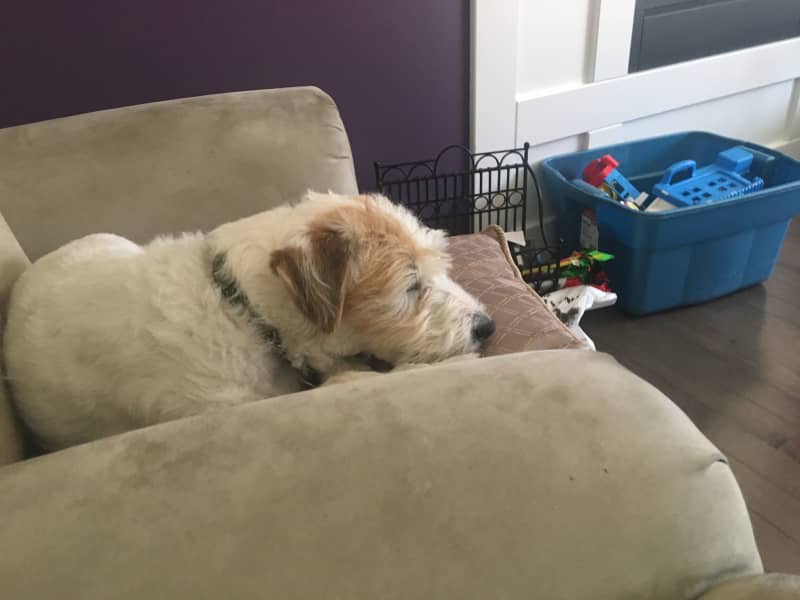 Housesitting assignment in Medicine Hat, Alberta, Canada