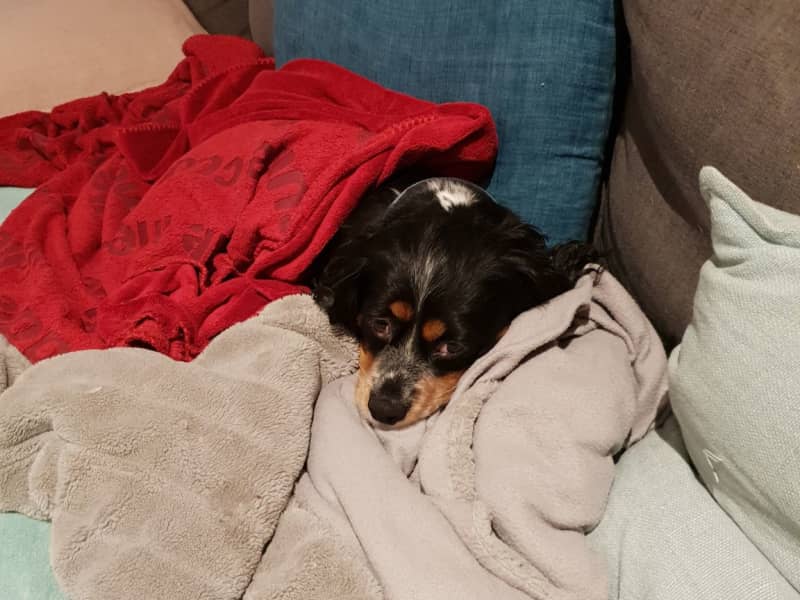 Housesitting assignment in Heathmont, Victoria, Australia