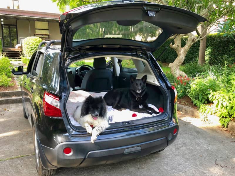 Housesitting assignment in Mid Sapphire Beach, New South Wales, Australia