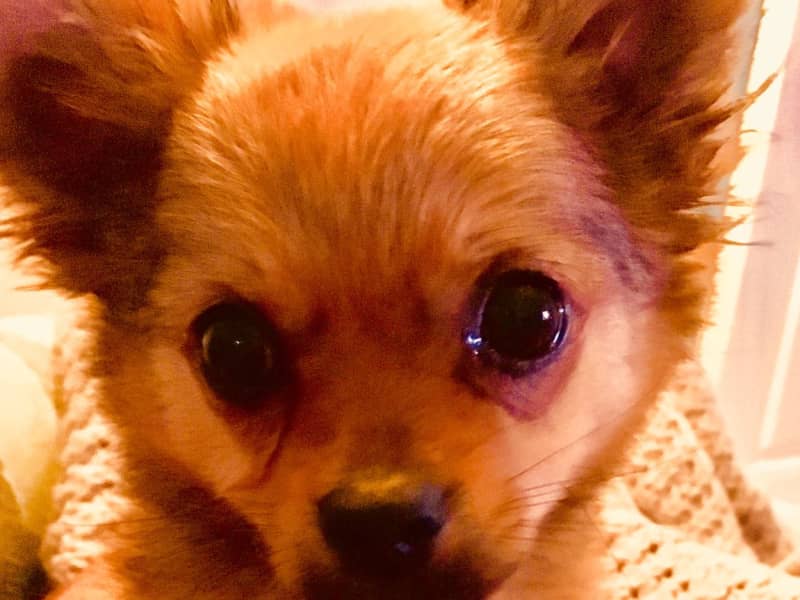 Housesitting assignment in Gateshead, United Kingdom