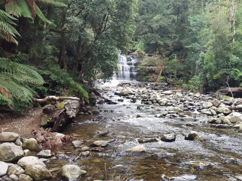 Housesitting assignment in Longford, Tasmania, Australia