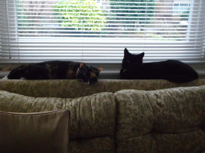 Housesitting assignment in Sheffield, United Kingdom