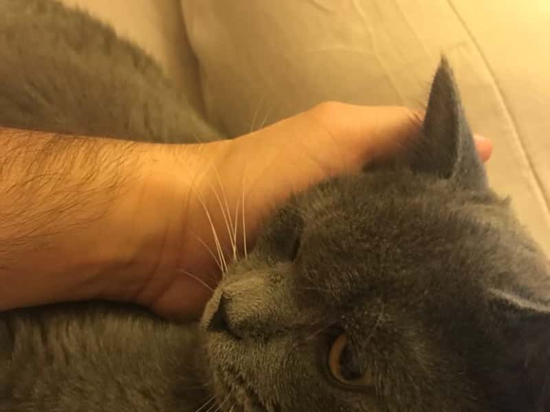 Housesitting assignment in Abu Dhabi, United Arab Emirates