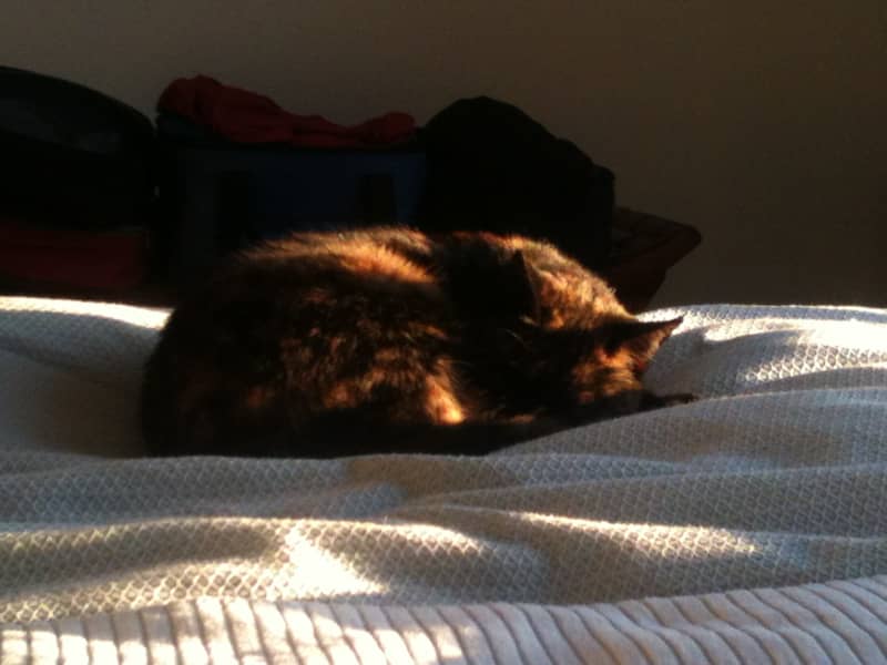 Suz from Wellington, New Zealand
