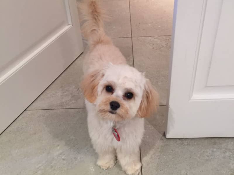 Housesitting assignment in Glendowie, New Zealand