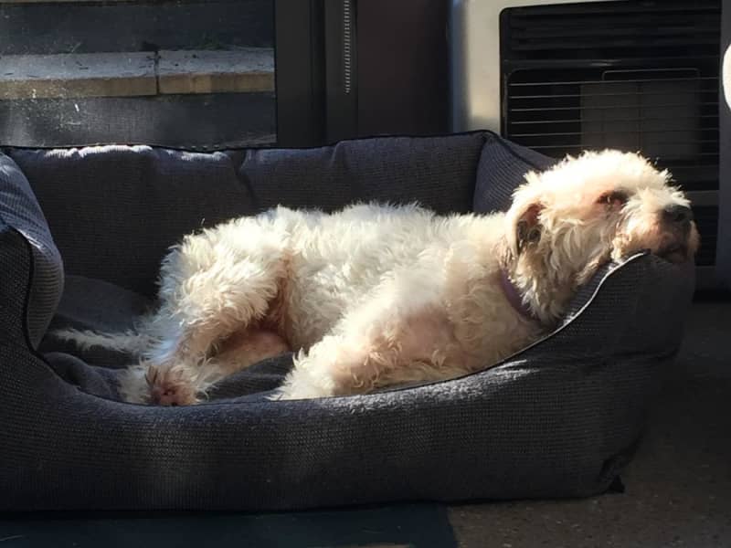 Housesitting assignment in Annandale, New South Wales, Australia