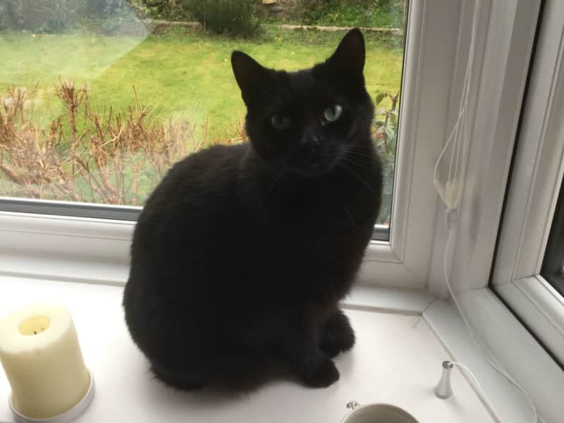Housesitting assignment in Douglas, Isle of Man