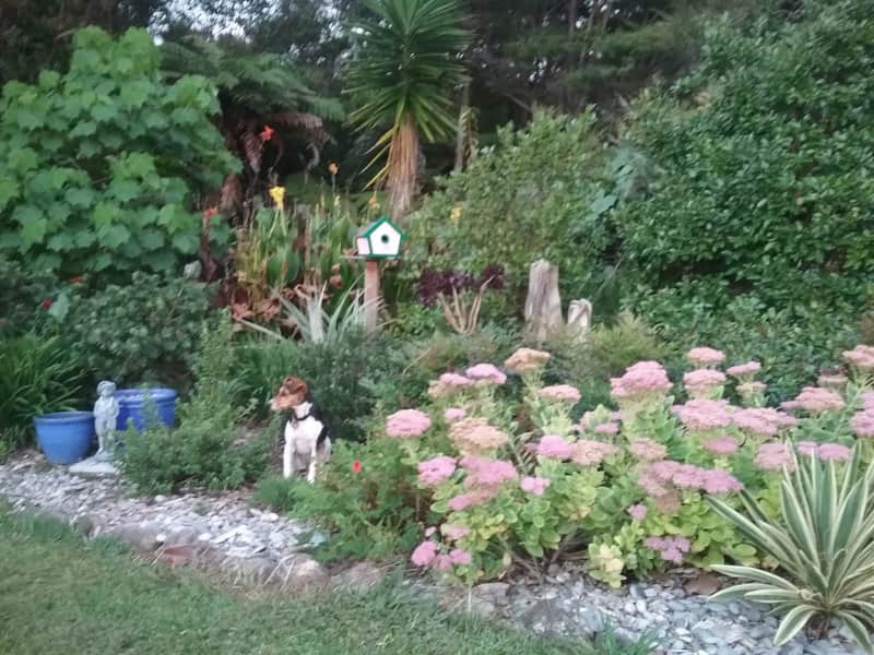 Housesitting assignment in Whangarei, New Zealand
