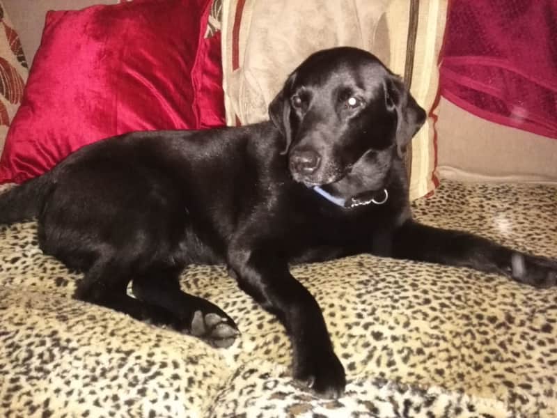 Housesitting assignment in Birmingham, United Kingdom