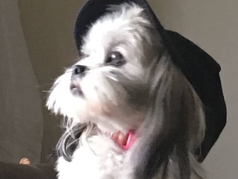 Housesitting assignment in East Kilbride, United Kingdom