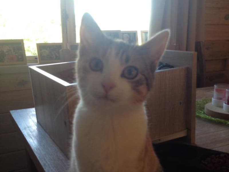 Housesitting assignment in Raumati South, New Zealand