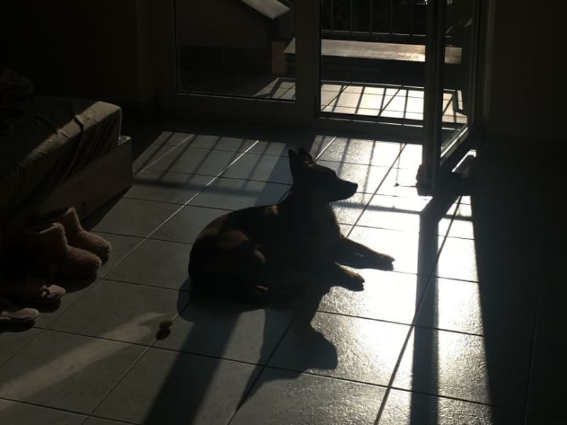 Housesitting assignment in Saarbrücken, Germany