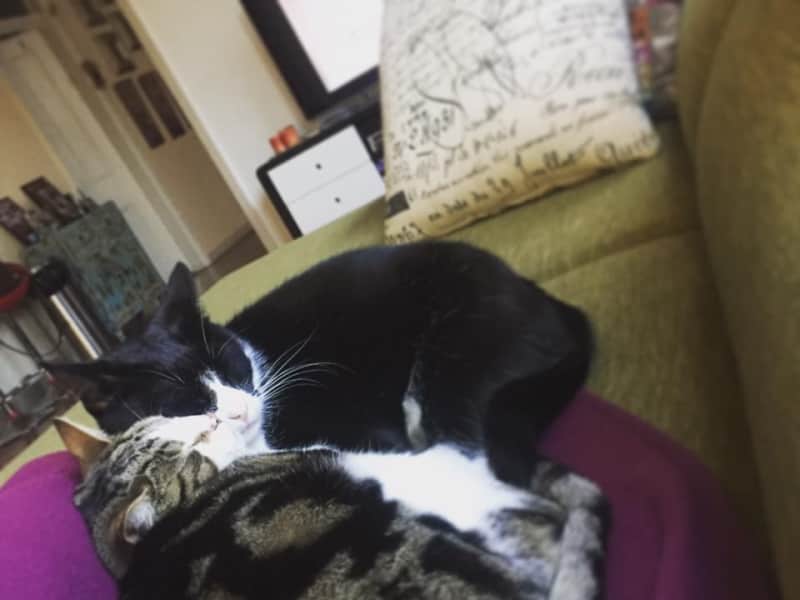 Housesitting assignment in Annandale, New South Wales, Australia