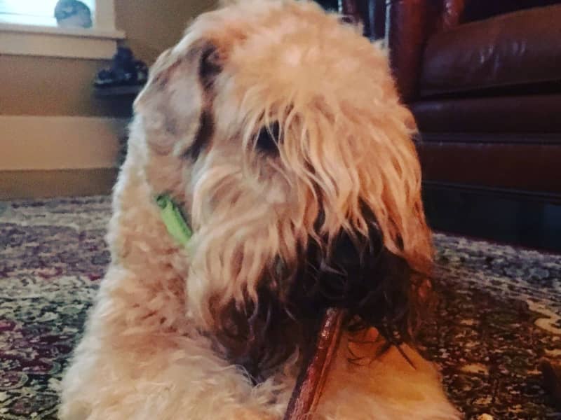 Housesitting assignment in Kelowna, British Columbia, Canada