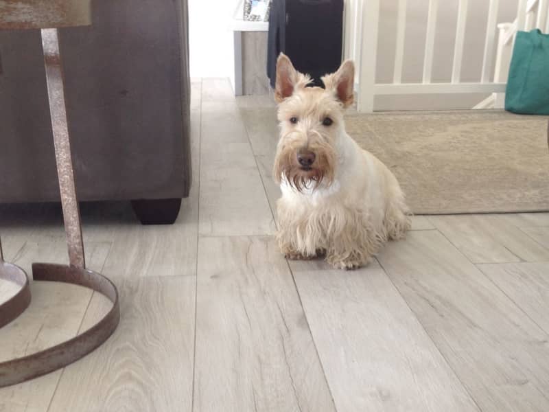 Housesitting assignment in Simon's Town, South Africa