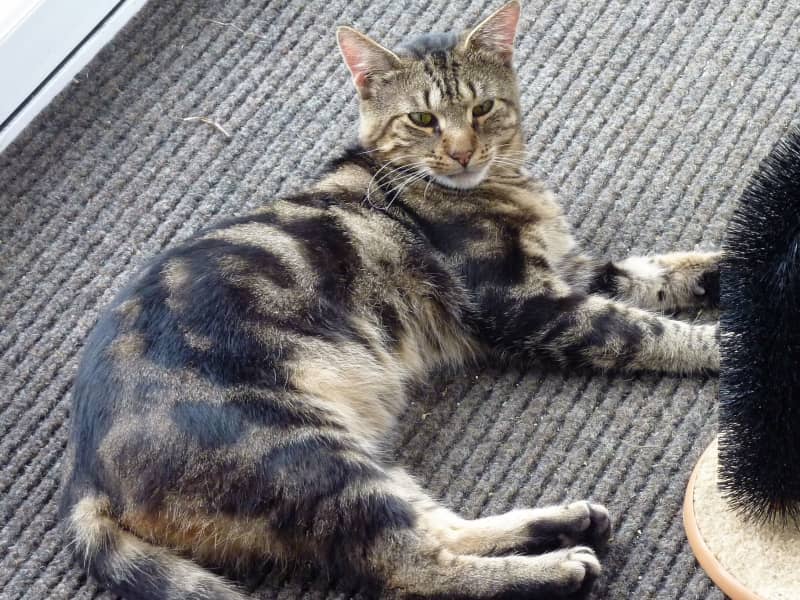 Housesitting assignment in Burnley, United Kingdom